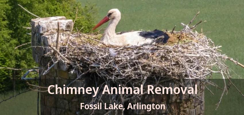 Chimney Animal Removal Fossil Lake, Arlington - TX
