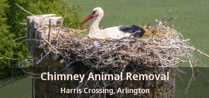 Chimney Animal Removal Harris Crossing, Arlington - TX