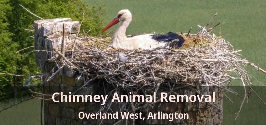 Chimney Animal Removal Overland West, Arlington - TX