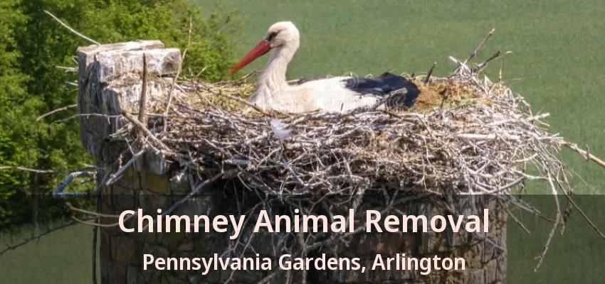 Chimney Animal Removal Pennsylvania Gardens, Arlington - TX