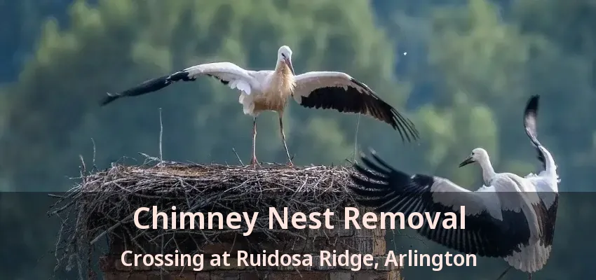Chimney Nest Removal Crossing at Ruidosa Ridge, Arlington - TX