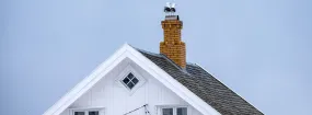 Chimney Nest Removal Warnell W W West, Arlington
